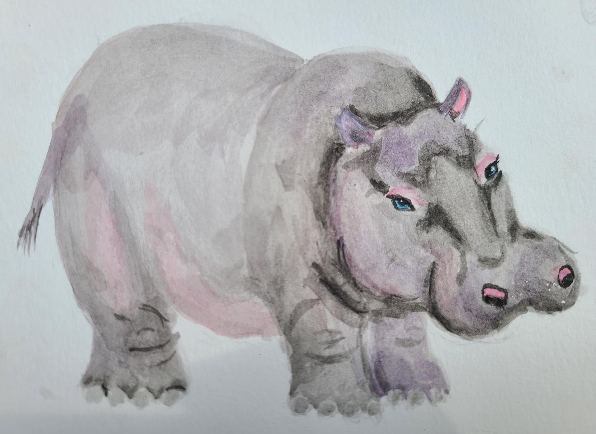 Hippo (2)